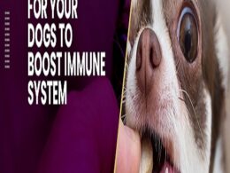 best dog multivitamin