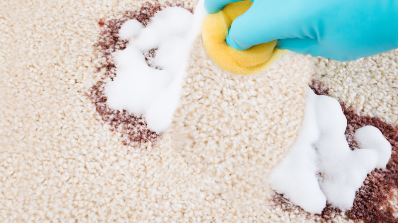 How can You remove the Stains from Your Carpet