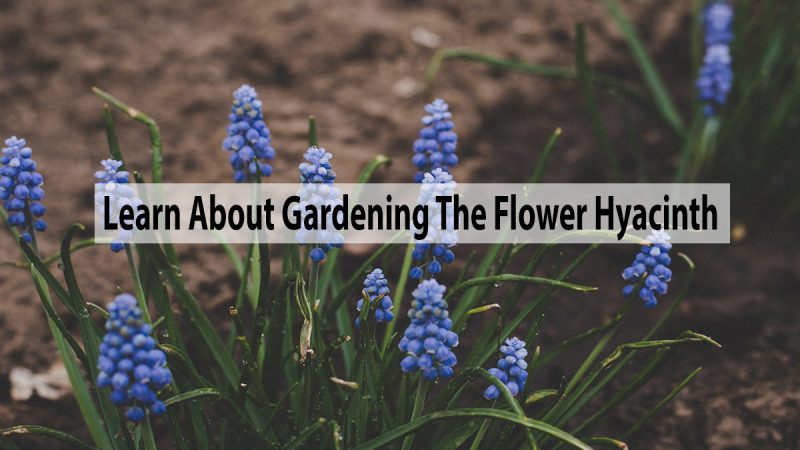 Learn About Gardening The Flower Hyacinth